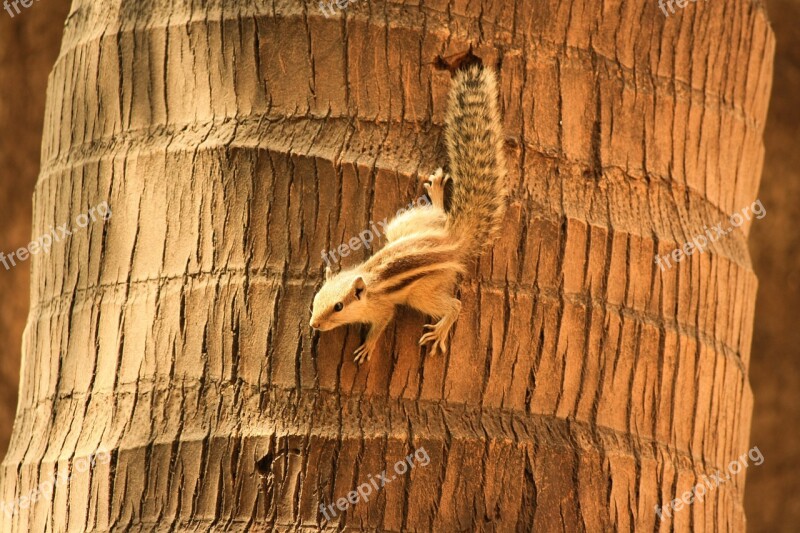 Squirrel Palm Tree Climbing Rodent Animal