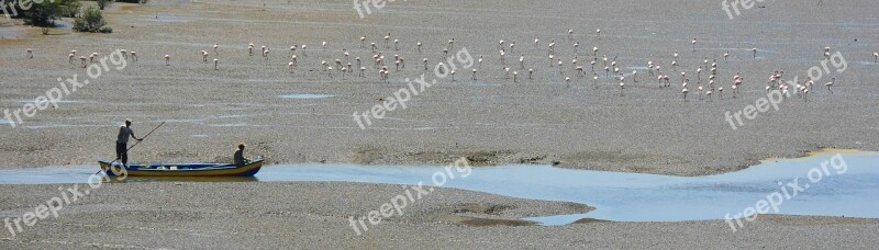 Boat Fishing Boat Flamingos Birds India