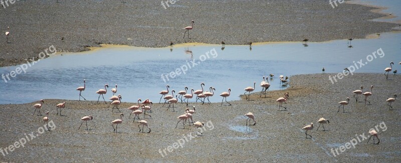 Flamingos Birds India Flock Water