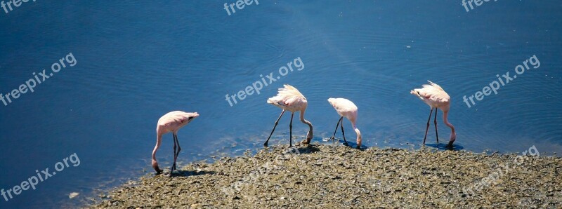 Flamingos Birds India Flock Water