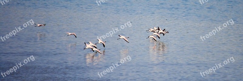 Flamingos Birds India Flying Flock