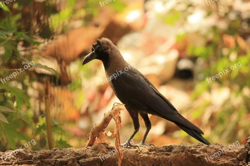 Crow Raven Bird Black Perched