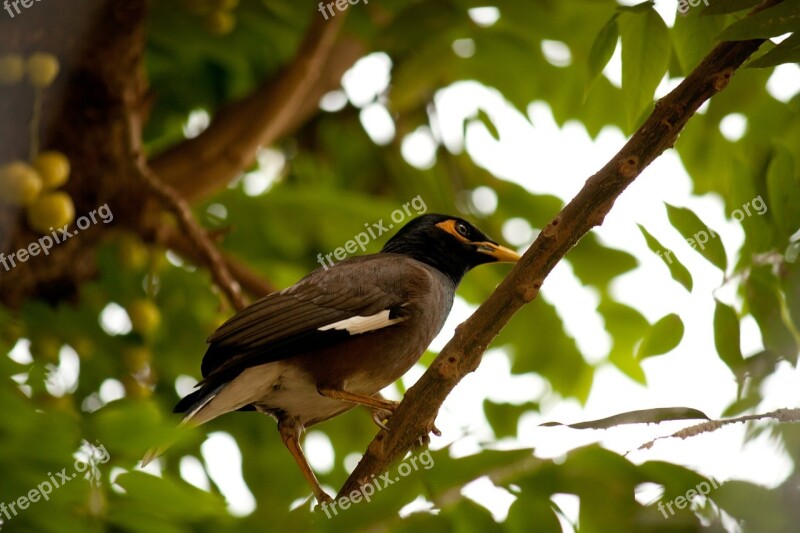 Myna Bird Perched Branch Tree