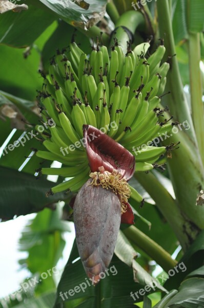 Banana Tree Fruit Green Plant