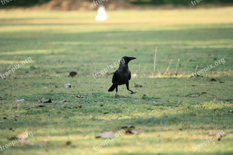 Crow Raven Bird Black Grass