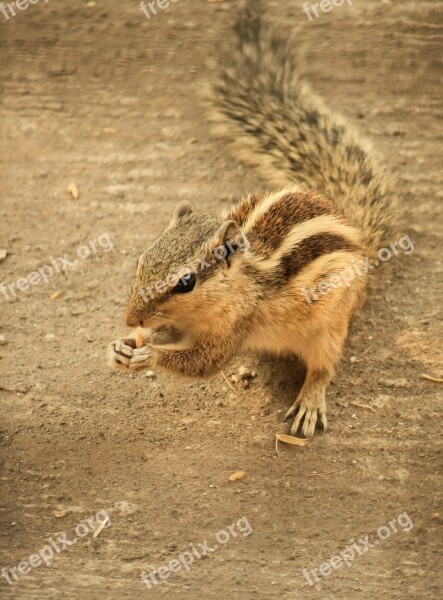 Squirrel Rodent Animal Stripes Mammal