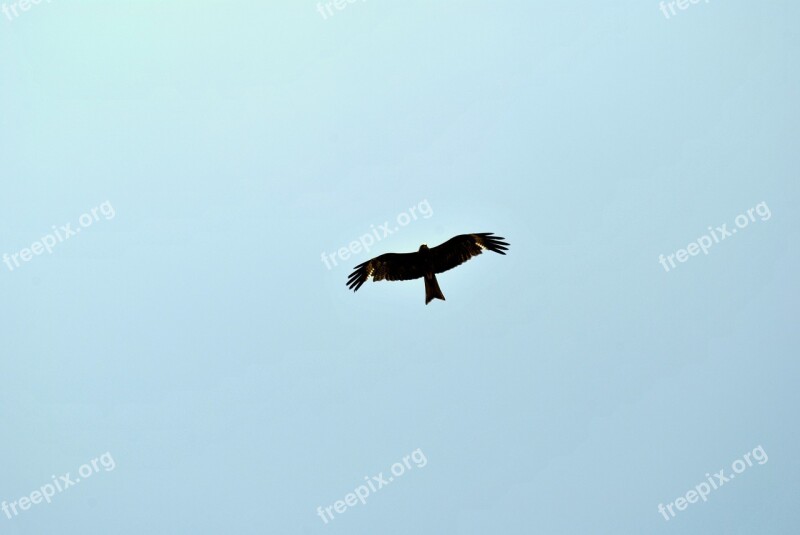 Eagle Flying Freedom Bird Bird Of Prey