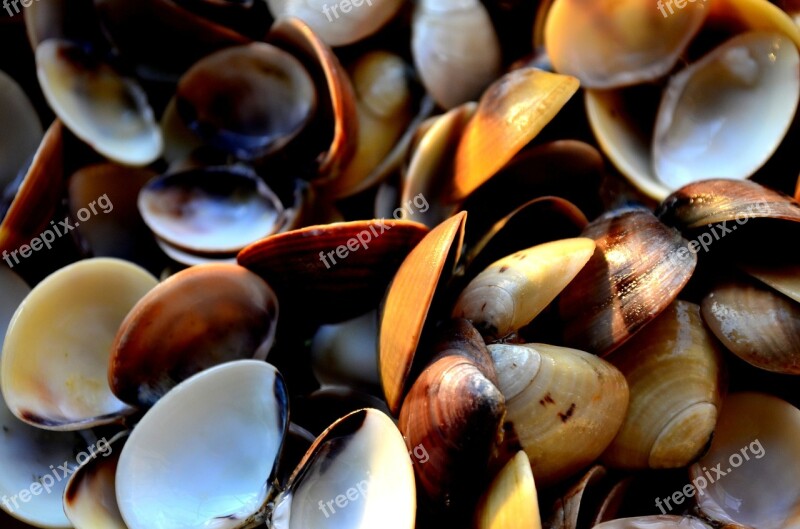 Mussels Shells Sea Life Decoration Free Photos