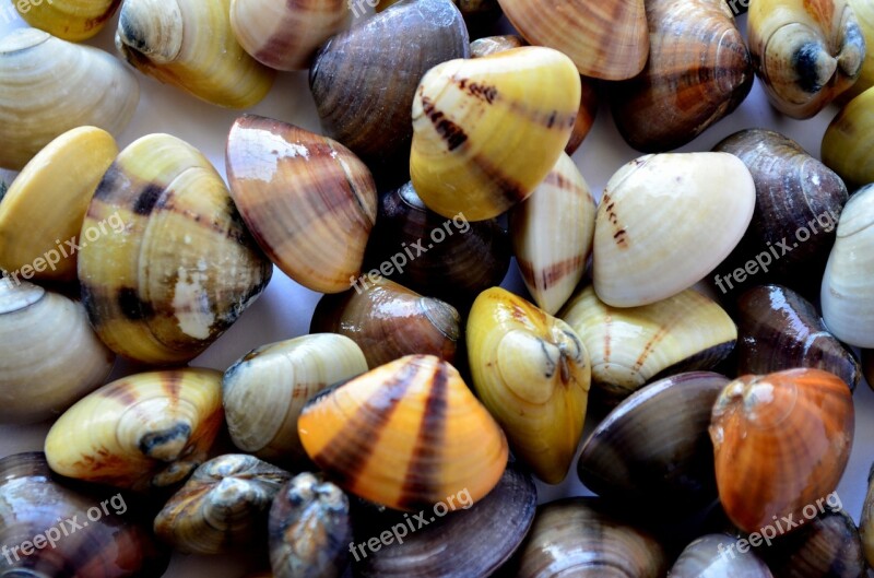 Mussels Shells Sea Life Decoration Free Photos