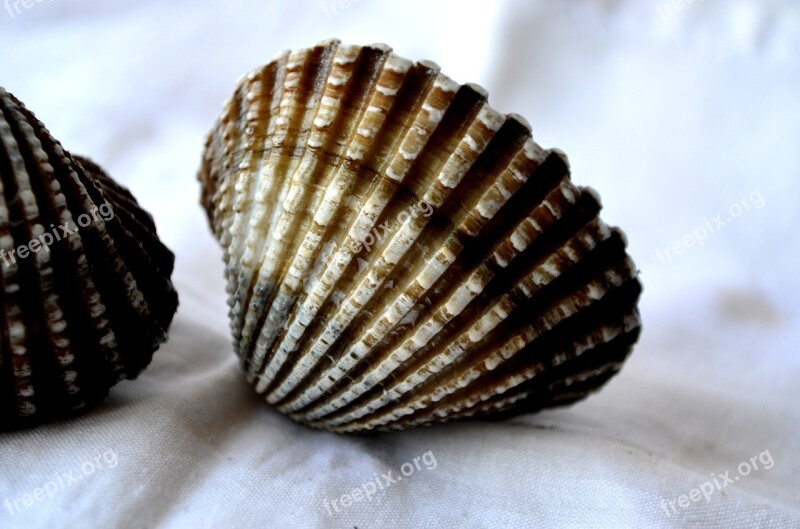 Mussels Shells Sea Life Decoration Free Photos