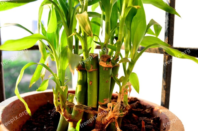 Potted Plant Green Plant Growing Bamboo