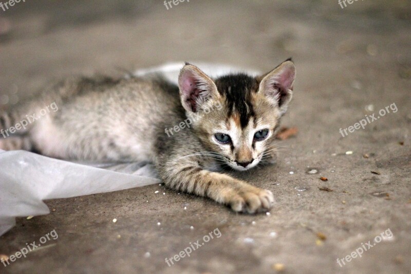 Cat Kitten Cute Young Feline