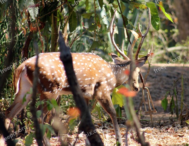 Antler Deer Animal Wildlife Nature