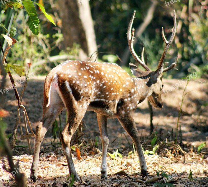 Antler Deer Animal Wildlife Nature