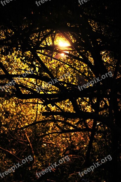 Trees Branches Twilight Silhouette Environment