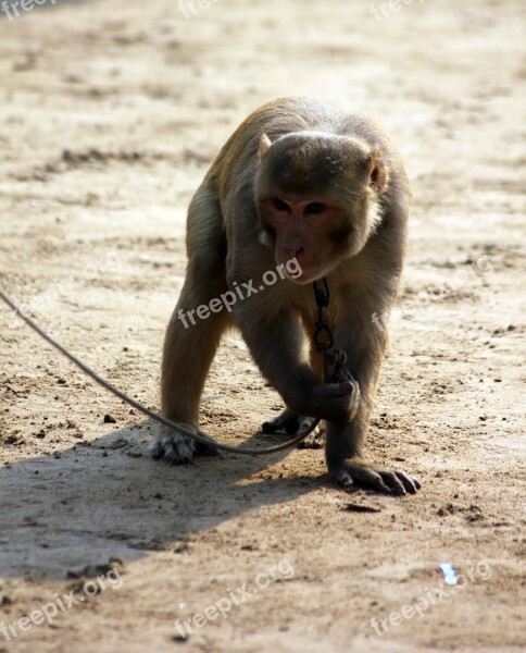 Monkey Animal Chained Leash Mammal