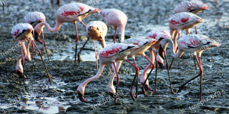 Flamingos Birds Eating Ground India