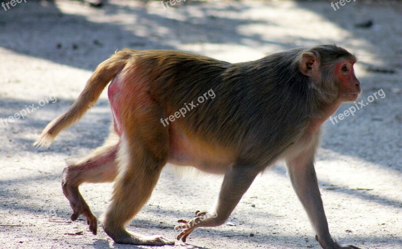 Monkey Fat Walking Ape Primate