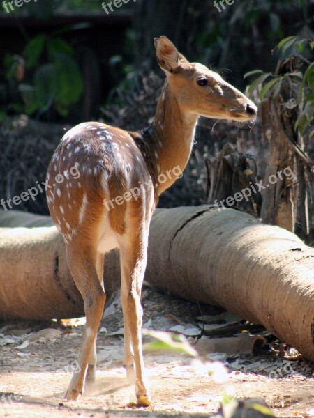 Deer Face Animal Mammal Head