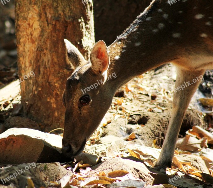 Deer Face Animal Mammal Head