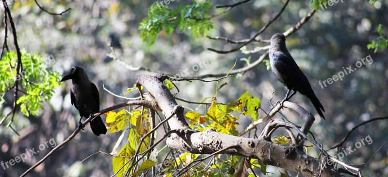 Crows Branches Bird Black Twig