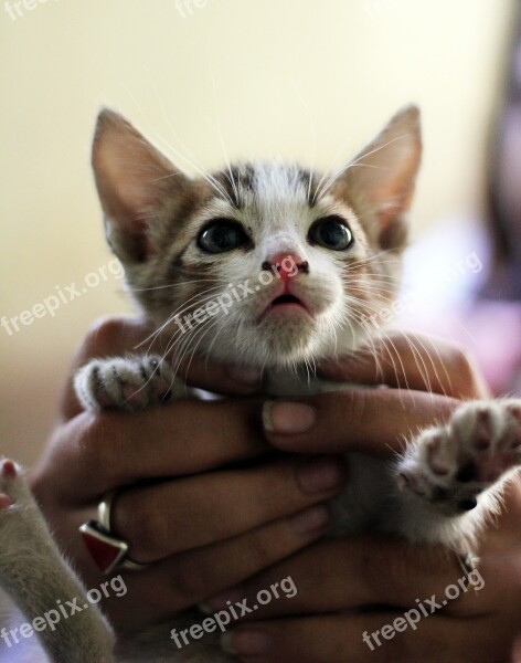 Kitten Cute Hands Cat Pet