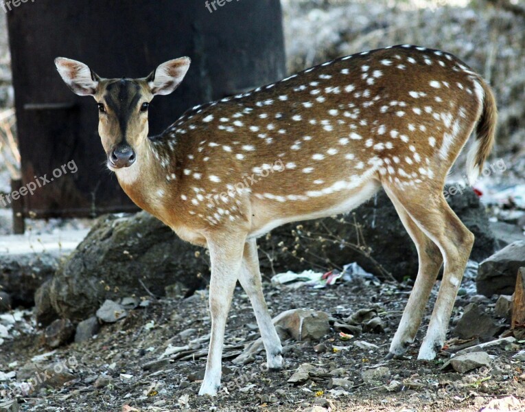 Deer Mammal Wildlife Animal Nature