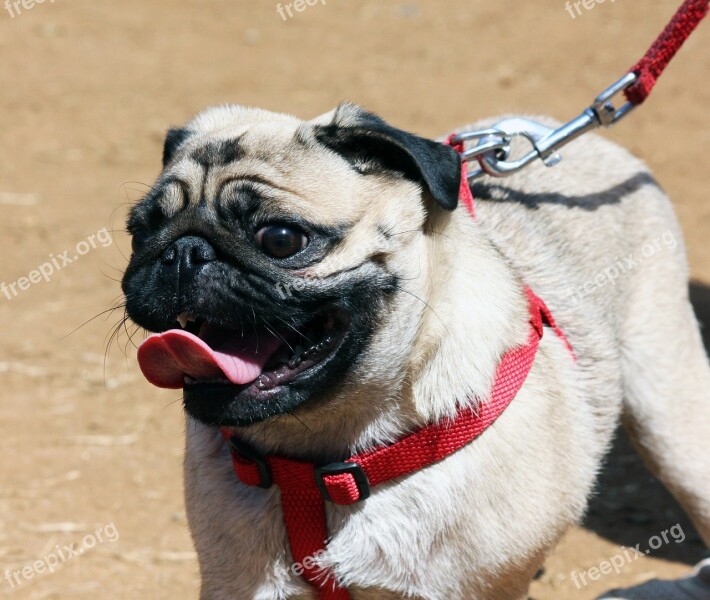 Dog White Pug Dog Leash Fight Dog