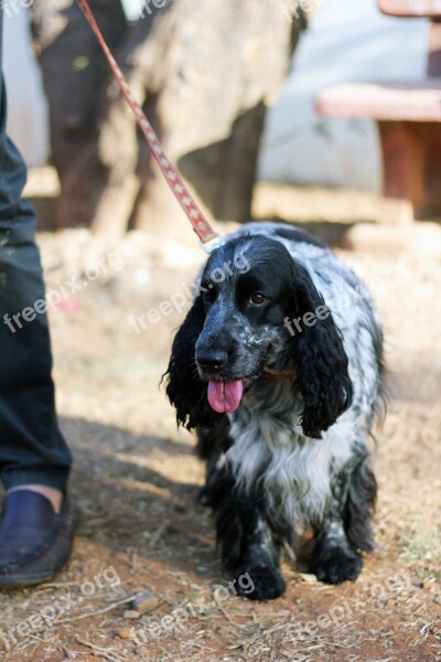 Spaniel Dog Pet Canine Dog Leash