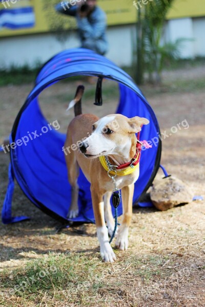 Dog Tunnel Pet Canine Park