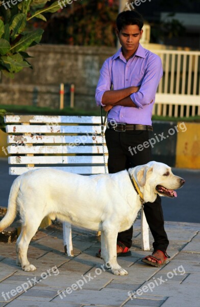 Dog Labrador White Walking The Dog Pet