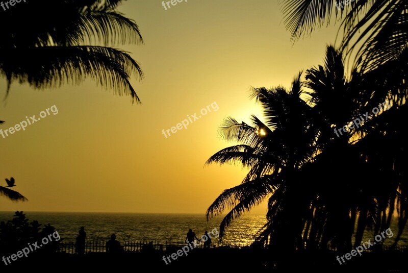 Palm Trees Sunset Silhouettes Palms Ocean