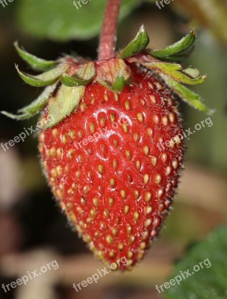 Strawberry Fragaria Food Garden Strawberry Sweet