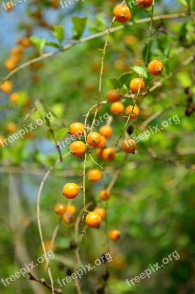 Berries Orange Fruit Plant Indian