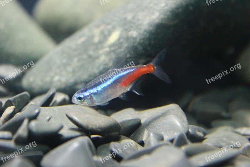 Fish Small Neon Exotic Fish Tank