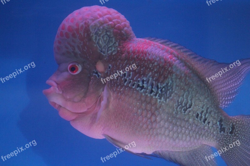 Fish Head Purple Fish Tank Aquarium