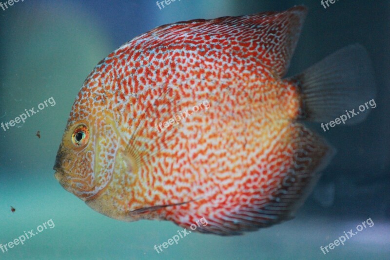 Fish Red Dots Fish Tank Aquarium Free Photos