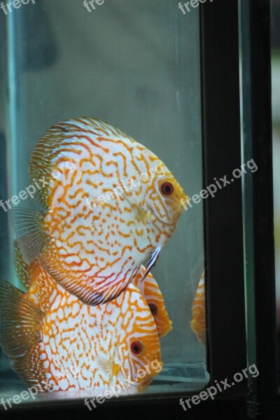 Fish White Fish Tank Aquarium Free Photos