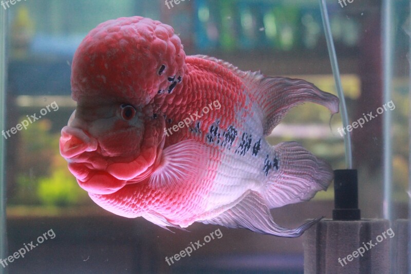 Fish Pink Purple Fish Tank Aquarium