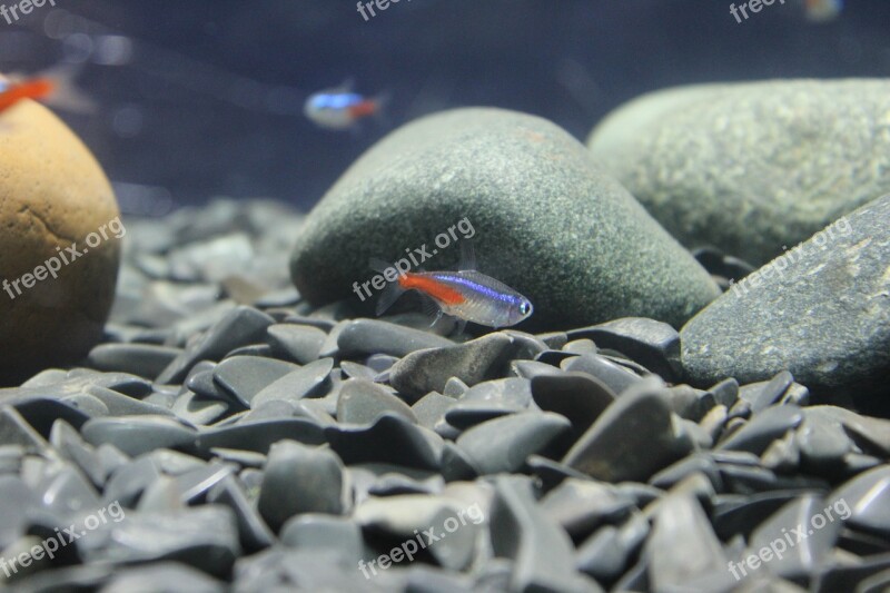 Fish Stones Small Floor Fish Tank