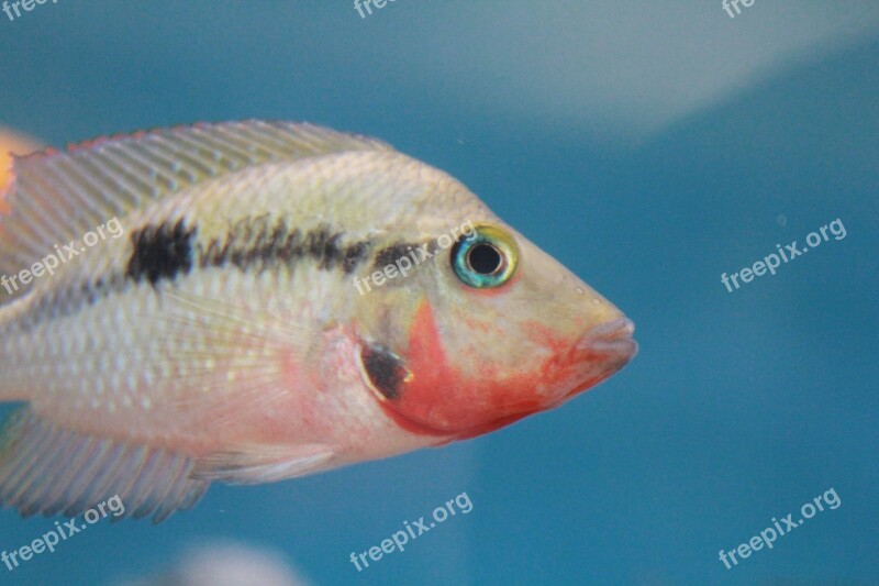 Fish White Fish Tank Aquarium Free Photos