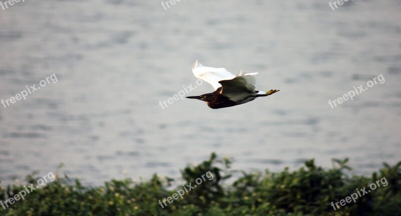 Bird Flight Motion Fluttering Wildlife