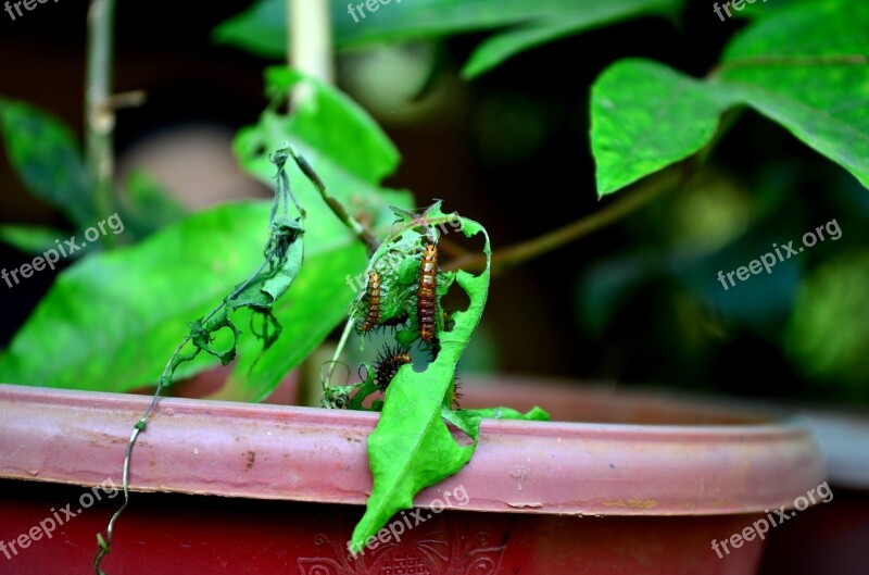 Caterpillars Eating Leaves Pest Larva