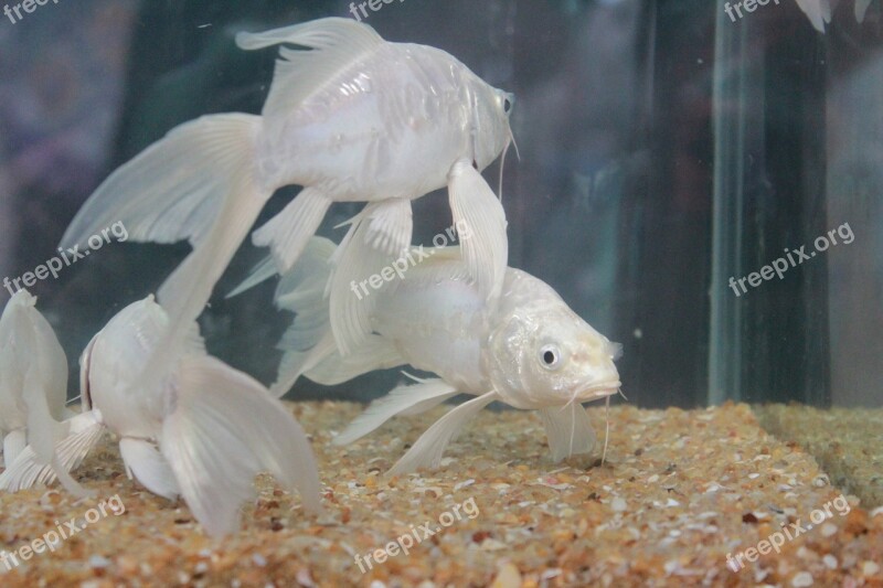 Fish White Fins Fish Tank Aquarium