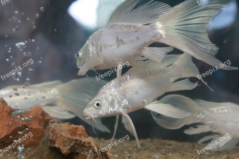 Fish Exotic Fish Tank Aquarium Free Photos