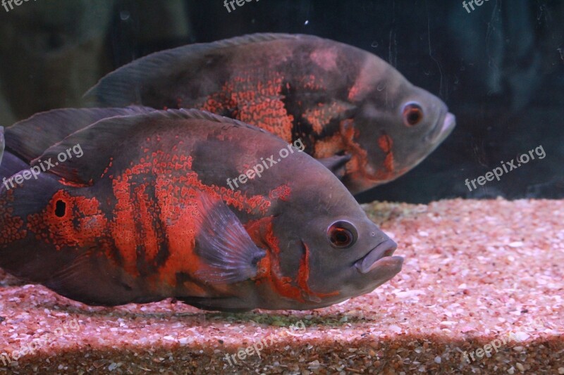 Fish Gray Fish Tank Aquarium Free Photos