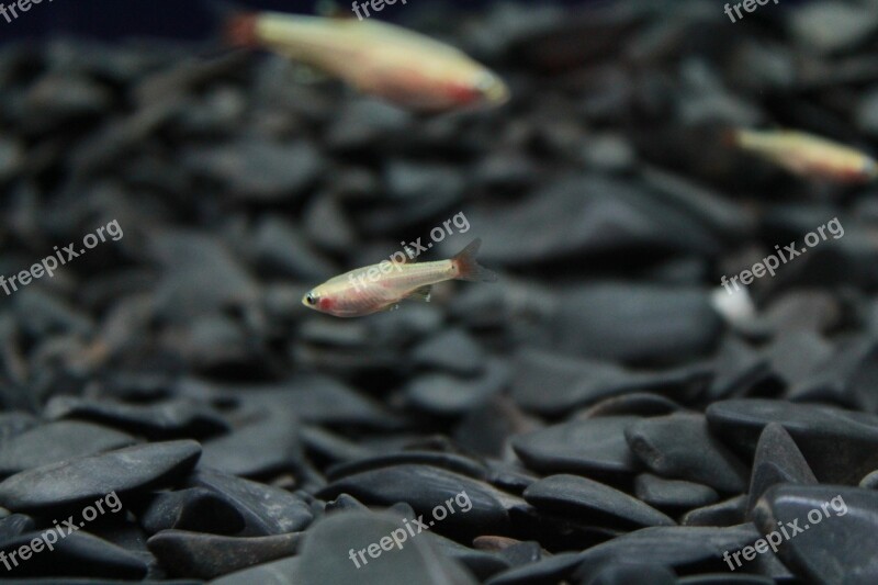 Fish Tiny Fish Tank Aquarium Free Photos