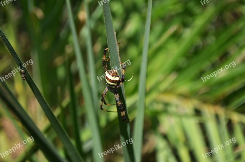 Spider Insect Crawling Free Photos