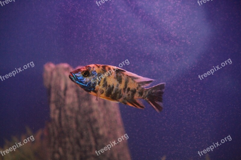 Fish Fish Tank Aquarium Free Photos