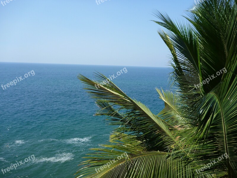 Palm Tree Sea Ocean Leaves Free Photos